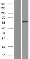 ls004286 mitf human over expression lysates nm 198178 wb testing 2