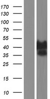 ls004287 ataxin 3 atxn3 human over expression lysates nm 001127696 wb testing 3