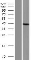 ls004287 ataxin 3 atxn3 human over expression lysates nm 001127697 wb testing 1