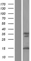 ls004287 ataxin 3 atxn3 human over expression lysates nm 001164781 wb testing 5