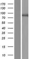 ls004289 mkln1 human over expression lysates nm 013255 wb testing 1