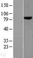 MLH1 Human Over-expression Lysates NM_000249
