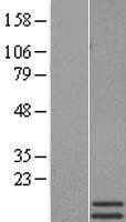 Motilin (MLN) Human Over-expression Lysates NM_002418