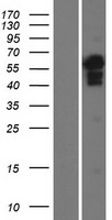 MLLT1 Human Over-expression Lysates NM_005934