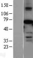 ls004300 af9 mllt3 human over expression lysates nm 004529 wb testing 1