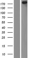 ls004301 l afadin afdn human over expression lysates nm 001040000 wb testing 1
