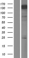 ls004302 mllt6 human over expression lysates nm 005937 wb testing 1
