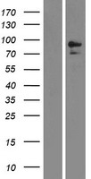 CD10 (MME) Human Over-expression Lysates NM_000902