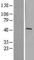 ls004312 mmp1 human over expression lysates nm 002421 wb testing 1