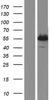 MMP11 Human Over-expression Lysates NM_005940