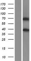 MMP16 Human Over-expression Lysates NM_005941