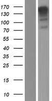 MN1 Human Over-expression Lysates NM_002430