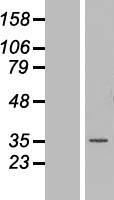 ls004331 mnat1 human over expression lysates nm 002431 wb testing 2