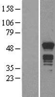 MNDA Human Over-expression Lysates NM_002432