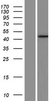 ls004337 mocs1 human over expression lysates nm 001075098 wb testing 1