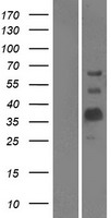 ls004340 myelin oligodendrocyte glycoprotein mog human over expression lysates nm 206809 wb testing 1