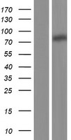 TPOR (MPL) Human Over-expression Lysates NM_005373