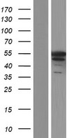 MPP1 Human Over-expression Lysates NM_001166461