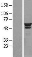 MPP1 Human Over-expression Lysates NM_002436