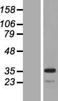 ls004357 mpst human over expression lysates nm 021126 wb testing 2