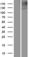 MRP1 (ABCC1) Human Over-expression Lysates NM_004996
