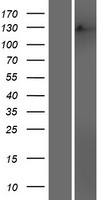 MSH3 Human Over-expression Lysates NM_002439