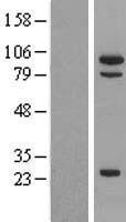 MSH5 Human Over-expression Lysates NM_172166