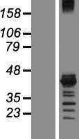 ls004440 msi1 human over expression lysates nm 002442 wb testing 1