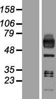 Macrophage Scavenger Receptor I (MSR1) Human Over-expression Lysates NM_002445