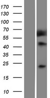 ls004482 methionine sulfoxide reductase a msra human over expression lysates nm 001135670 wb testing 2