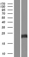 ls004482 methionine sulfoxide reductase a msra human over expression lysates nm 001135671 wb testing 3