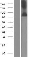 ls004485 mst1 human over expression lysates nm 020998 wb testing 1