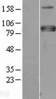 MTF1 Human Over-expression Lysates NM_005955