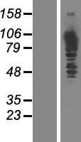 MTHFD1 Human Over-expression Lysates NM_005956