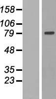ls004528 if 2mt mtif2 human over expression lysates nm 002453 wb testing 2