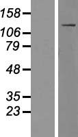 ls004542 myo1f human over expression lysates nm 012335 wb testing 1