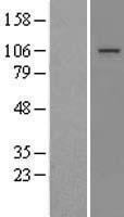 ls004547 mttp human over expression lysates nm 000253 wb testing 1