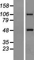 MTX1 Human Over-expression Lysates NM_198883