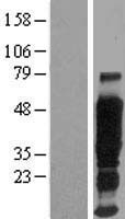 ls004582 ema muc1 human over expression lysates nm 001018016 wb testing 2