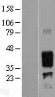 ls004582 ema muc1 human over expression lysates nm 001018017 wb testing 3