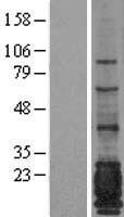 ls004582 ema muc1 human over expression lysates nm 002456 wb testing 1
