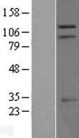ls004591 trim37 human over expression lysates nm 001005207 wb testing 2