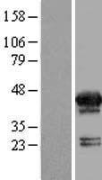 ls004598 mvk human over expression lysates nm 001114185 wb testing 2
