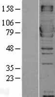 MX1 Human Over-expression Lysates NM_002462