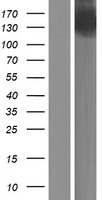 ls004607 mybpc3 human over expression lysates nm 000256 wb testing 1