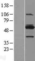 MYBPH Human Over-expression Lysates NM_004997