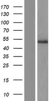 l-Myc (MYCL) Human Over-expression Lysates NM_001033082