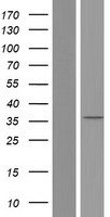 MYD88 Human Over-expression Lysates NM_002468