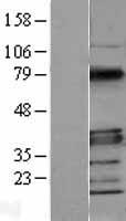 MYD88 Human Over-expression Lysates NM_002468
