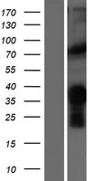 MYF5 Human Over-expression Lysates NM_005593